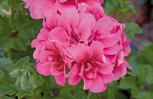 Ivy Geranium Precision Rose Premium Plug