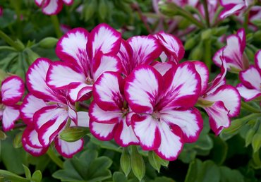 Ivy Geranium Supreme Burgundy White Premium Plug