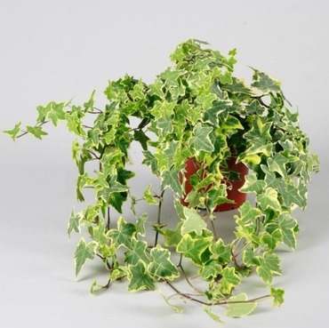 Ivy Green and Gold Leaf 13cm