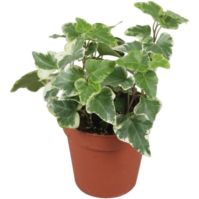 English Ivy Plants For Sale | Wholesale Nursery Co
