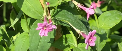 Jasminum Beesianum 3 Litre