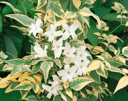 Jasminum Officinale Argenteovariegatum 3 Litre