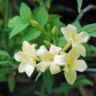 Jasminum Officinale Clotted Cream 3 Litre