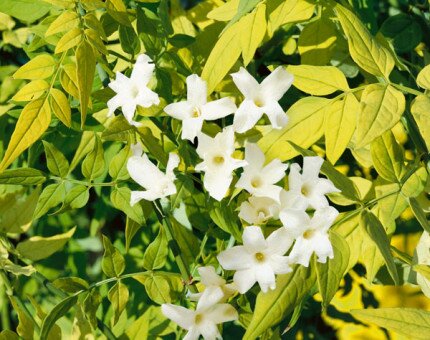 Jasminum officinale Sunbeam 3 Litre