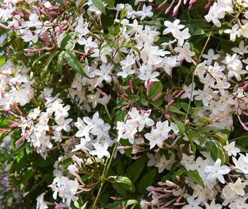 Jasminum Starry Starry Summer Night 3 Litre