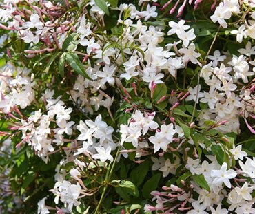 Jasminum Starry Starry Summer Night 7 Litre