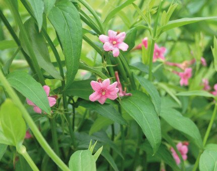 Jasminum Starry Starry Summer Scent 7 Litre