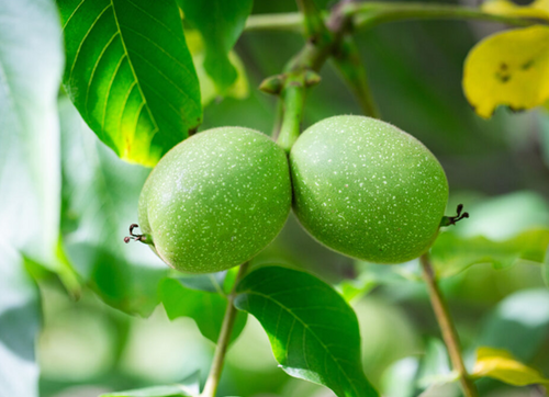 Juglans regia 12 Litre