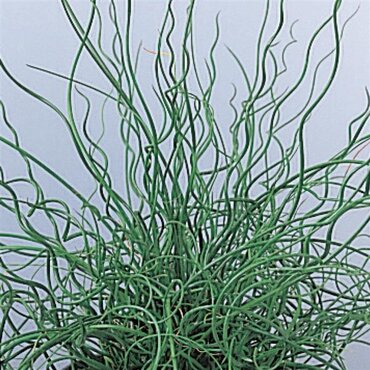 Juncus Spiralis 11cm