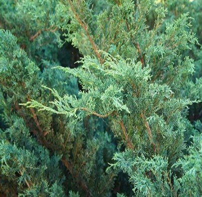 Juniperus Blue Alps 1 Litre