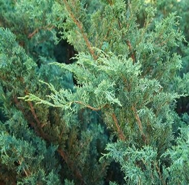 Juniperus Blue Alps 2.3 Litre