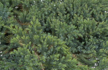 Juniperus Blue Carpet 2.3 Litre