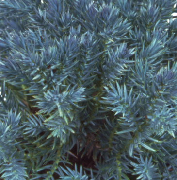 Juniperus Blue Star 4.6 Litre