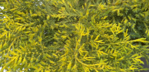 Juniperus Carbery Gold 1 Litre