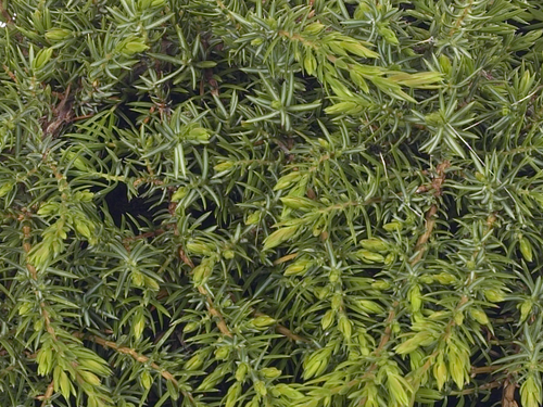 Juniperus Green Carpet 1 Litre