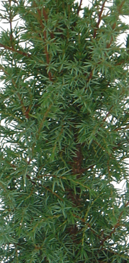 Juniperus Hibernica 2.3 Litre