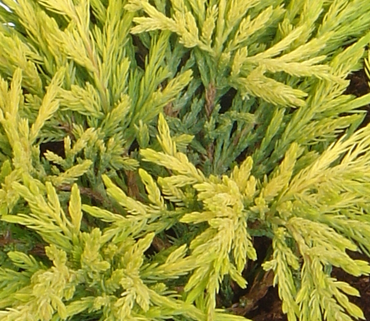 Juniperus Lime glow 2.3 Litre