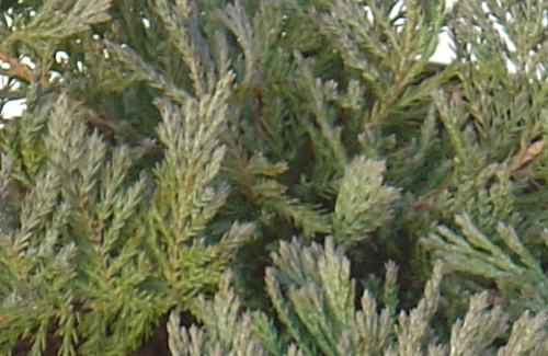 Juniperus Horizontalis Blue Chip 2.3 Litre