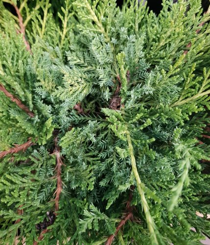 Juniperus Mint Julep 2.3 Litre