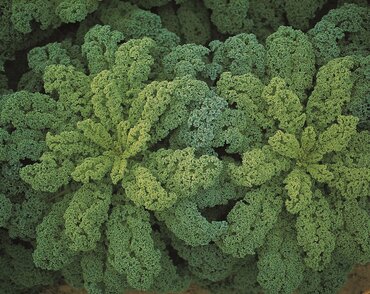 Kale Dwarf Green Curled 6 Pack