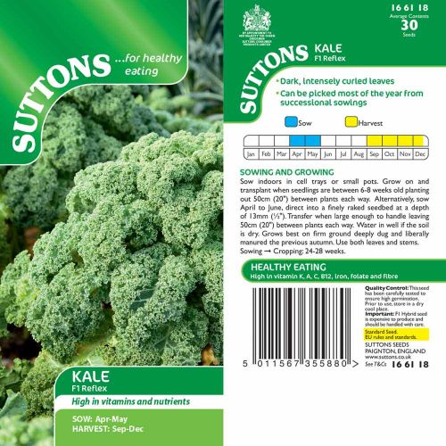 Kale Seeds (F1 Reflex) - image 2