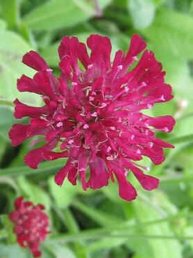 Knautia Mars Midget 2 Litre