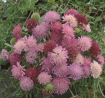 Knautia Melton Pastels 2 Litre