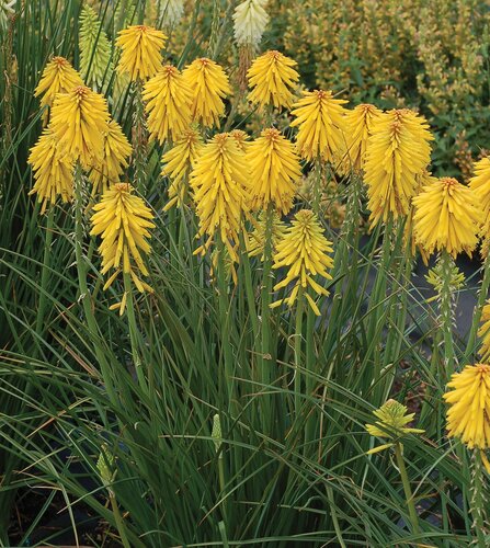 Kniphofia Banana Popsicle 3 Litre