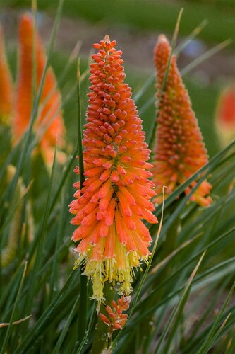 Kniphofia Pyromania Backdraft 3 Litre