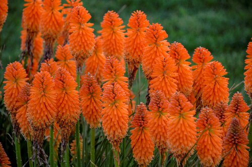 Kniphofia Pyromania Orange Blaze 3 Litre