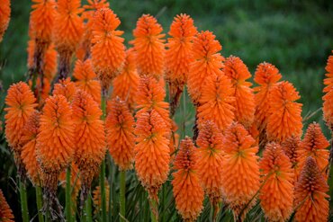 Kniphofia Pyromania Orange Blaze 3 Litre