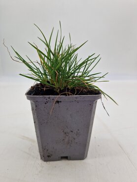 Koeleria Glauca 9cm