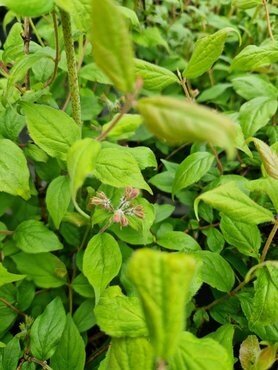 Kolkwitzia amabilis 'Pink Cloud' 3 Litre - image 1