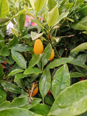 Kumquat Mini Stem 20cm