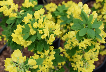 Laburnum Sunspire 16.5 Litre