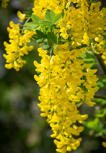 Laburnum Yellow Rocket 12 Litre