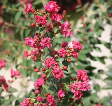 Lagerstroemia Rhapsody In Pink 4 Litre