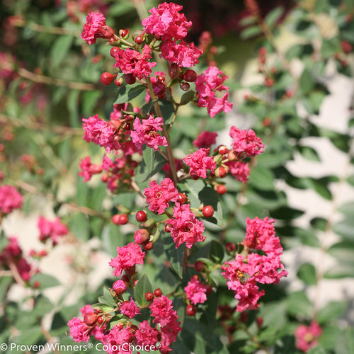 Lagerstroemia Rhapsody In Pink 4 Litre