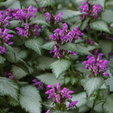 Lamium Beacon Silver 11cm