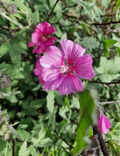 Lavatera Barnsley 3 Litre