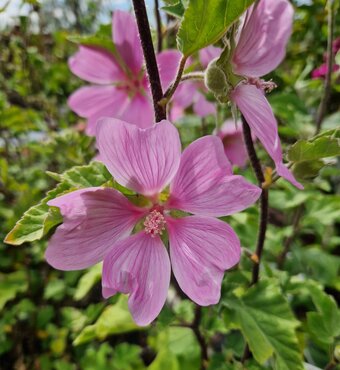 Lavatera Ruby Star 3 Litre