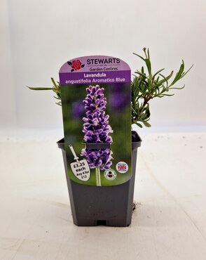 Lavender Angustifolia Aromatico Blue 9cm