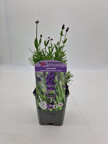 Lavender Angustifolia Blue Scent 9cm