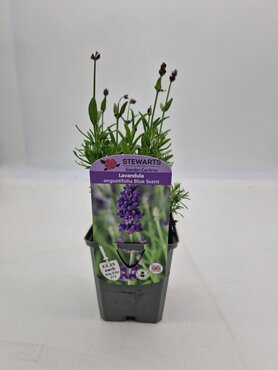 Lavender Angustifolia Blue Scent 9cm