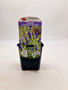 Lavender Angustifolia Blue Spear 9cm