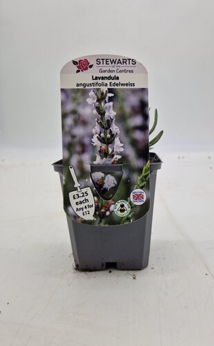 Lavender Angustifolia Edelweiss 9cm