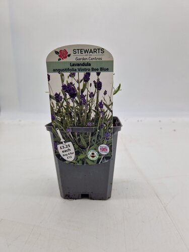 Lavender Angustifolia Vintro Bee Blue 9cm