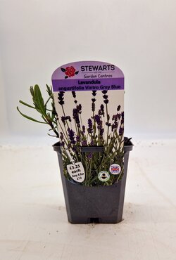 Lavender Angustifolia Vintro Grey Blue 9cm