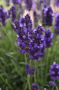 Lavender Blue Spear 2 Litre