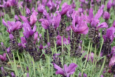 Lavender Butterfly Garden Early Summer 4 Litre